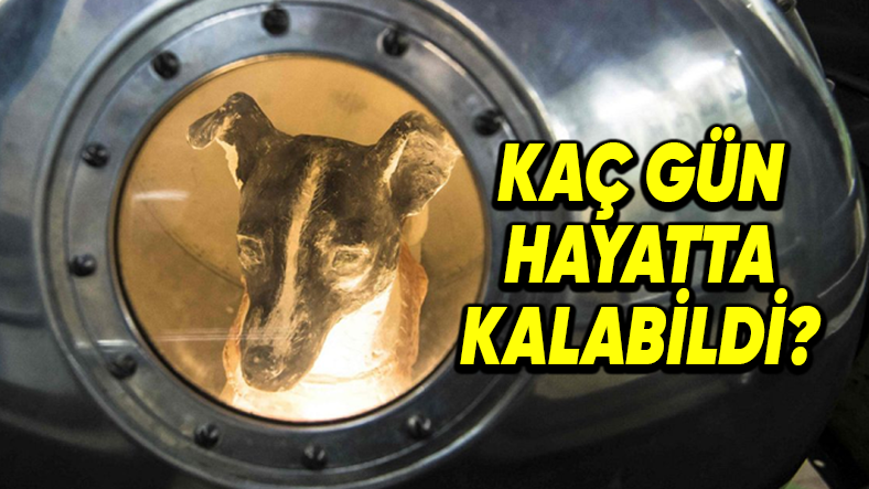 Sputnik 2 Göreviyle, Dünya’nın Yörüngesine İlk Kez Giren Uzay Köpeği Laika’nın Trajik Öyküsü